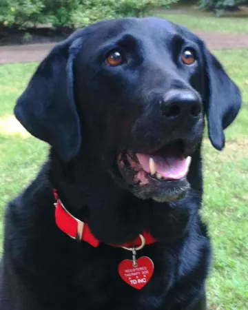 A therapy dog portrait