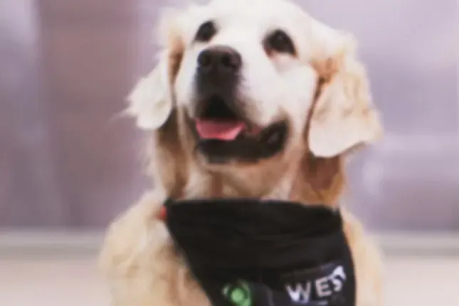 Therapy dogs greet, bid farewell to passengers at MEM