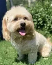 Cashew, a bichon mix