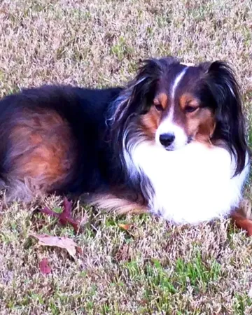 A therapy dog resting on the grass