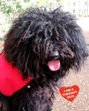 Cricket, a puli (rescue)