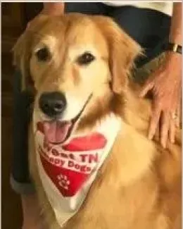 Dallas, a golden retriever