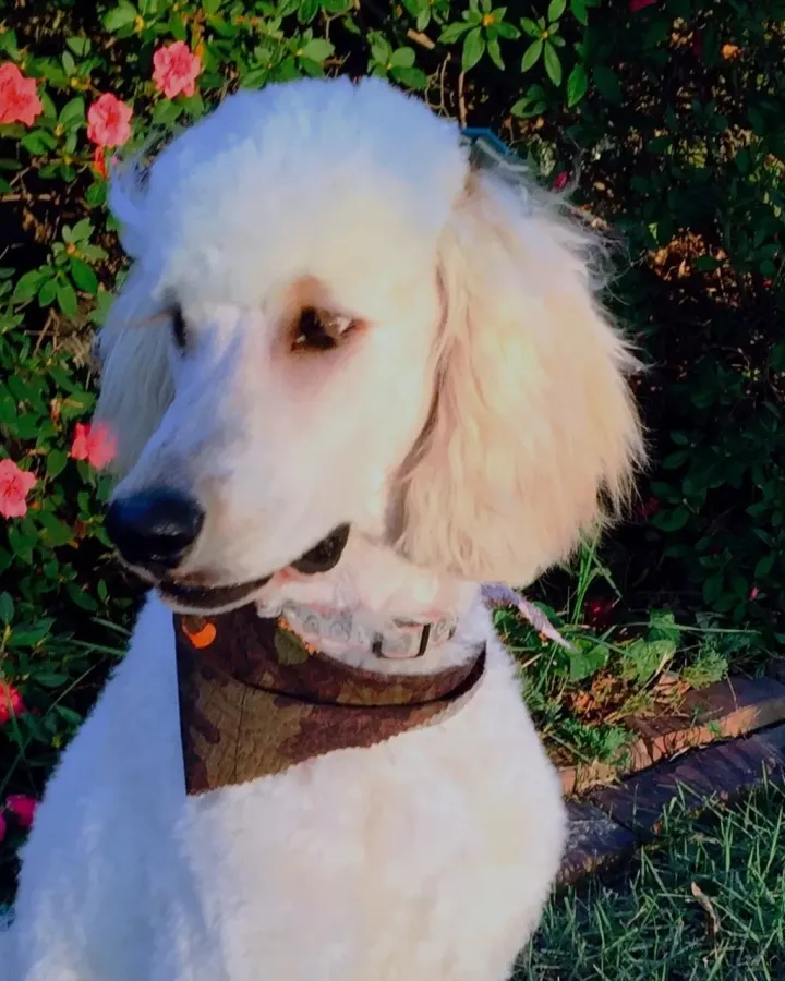 Emme, a white goldendoodle