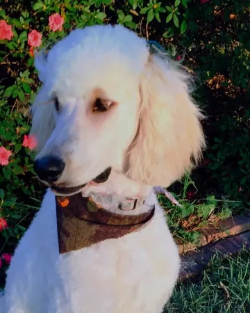 Emme, a white goldendoodle