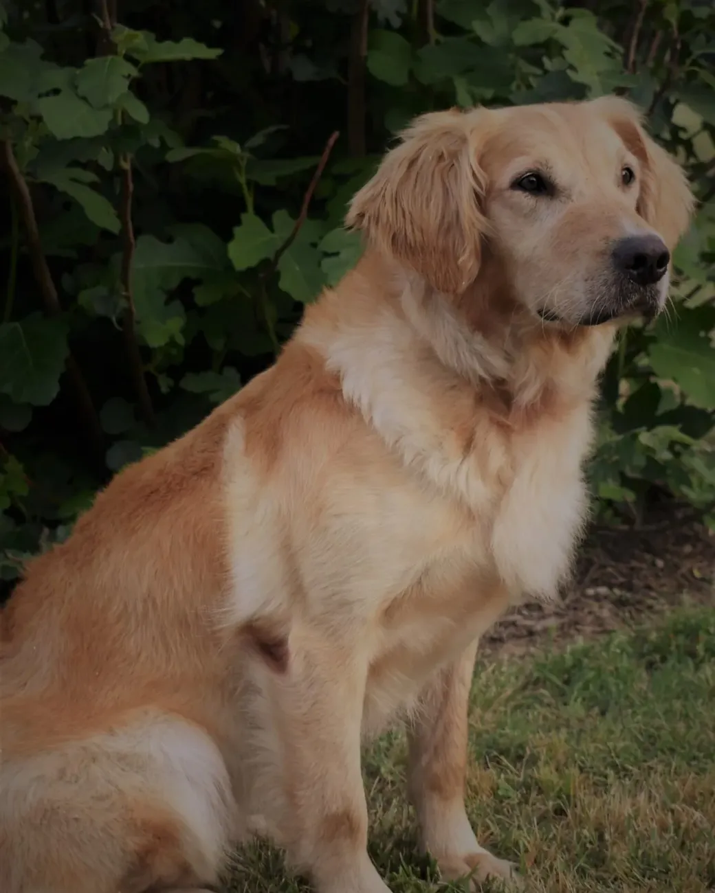 Flirt, a golden retriever