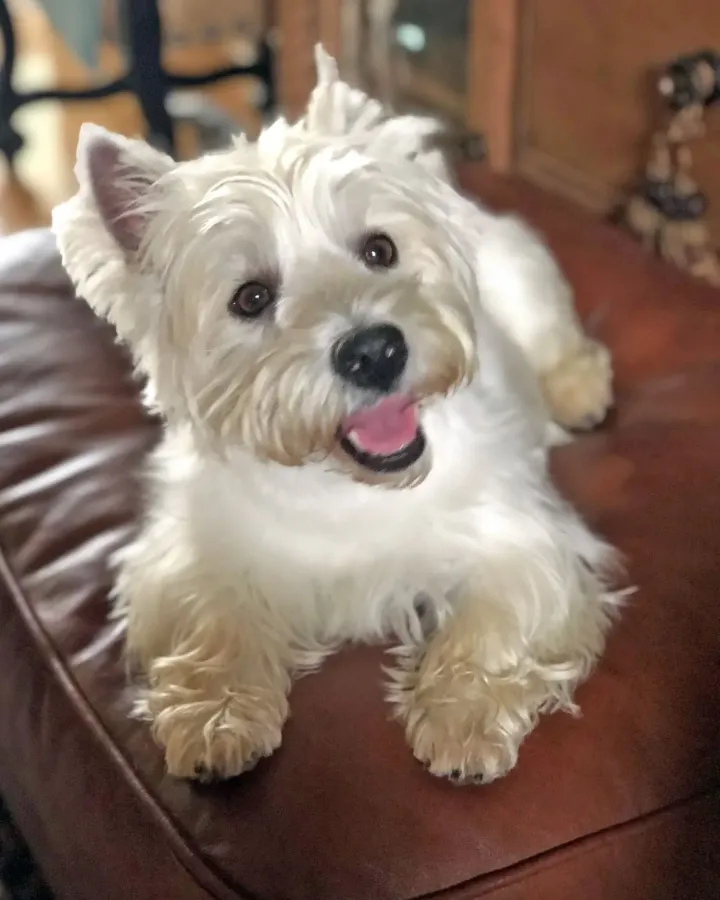 Gracie, a West Highland white terrier