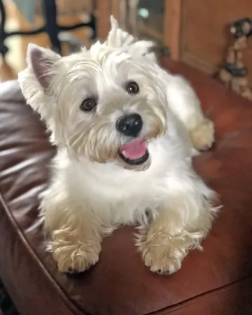 Gracie, a West Highland white terrier