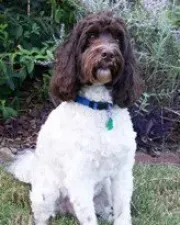 Happy, a labradoodle