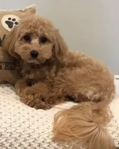 Izzy, a pooton