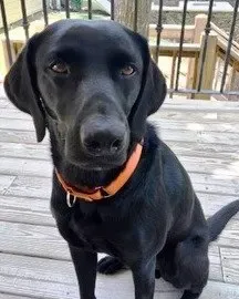 Jackson, a british labrador