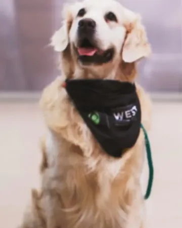 Keys, a golden retriever