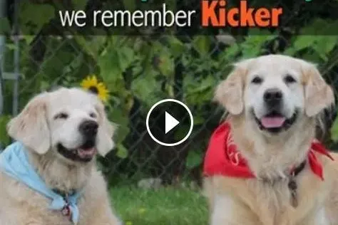 American Kennel Club