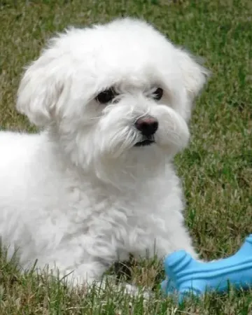 A small white therapy dog with a bone