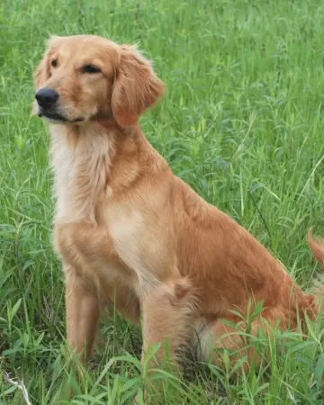 A golden therapy dog in the grass