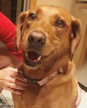 Mabel, a british labrador