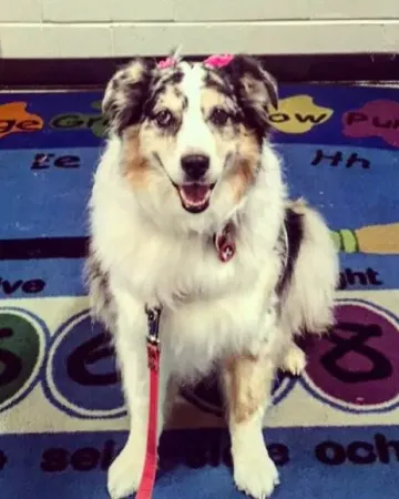 A therapy dog on a classroom rug