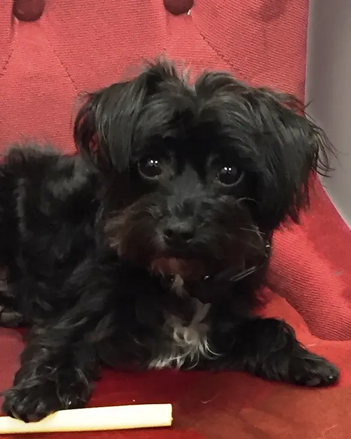 Rudy, a Yorkie-poo