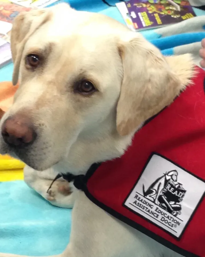 Scout, a yellow Labrador, in his reading-dog vest