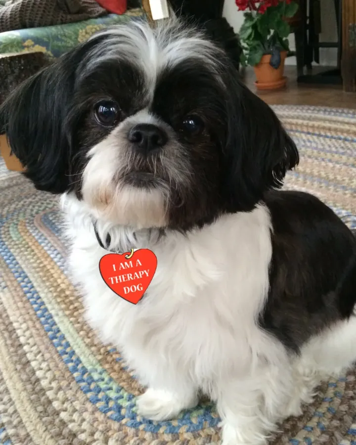 Sophie, a shih tzu