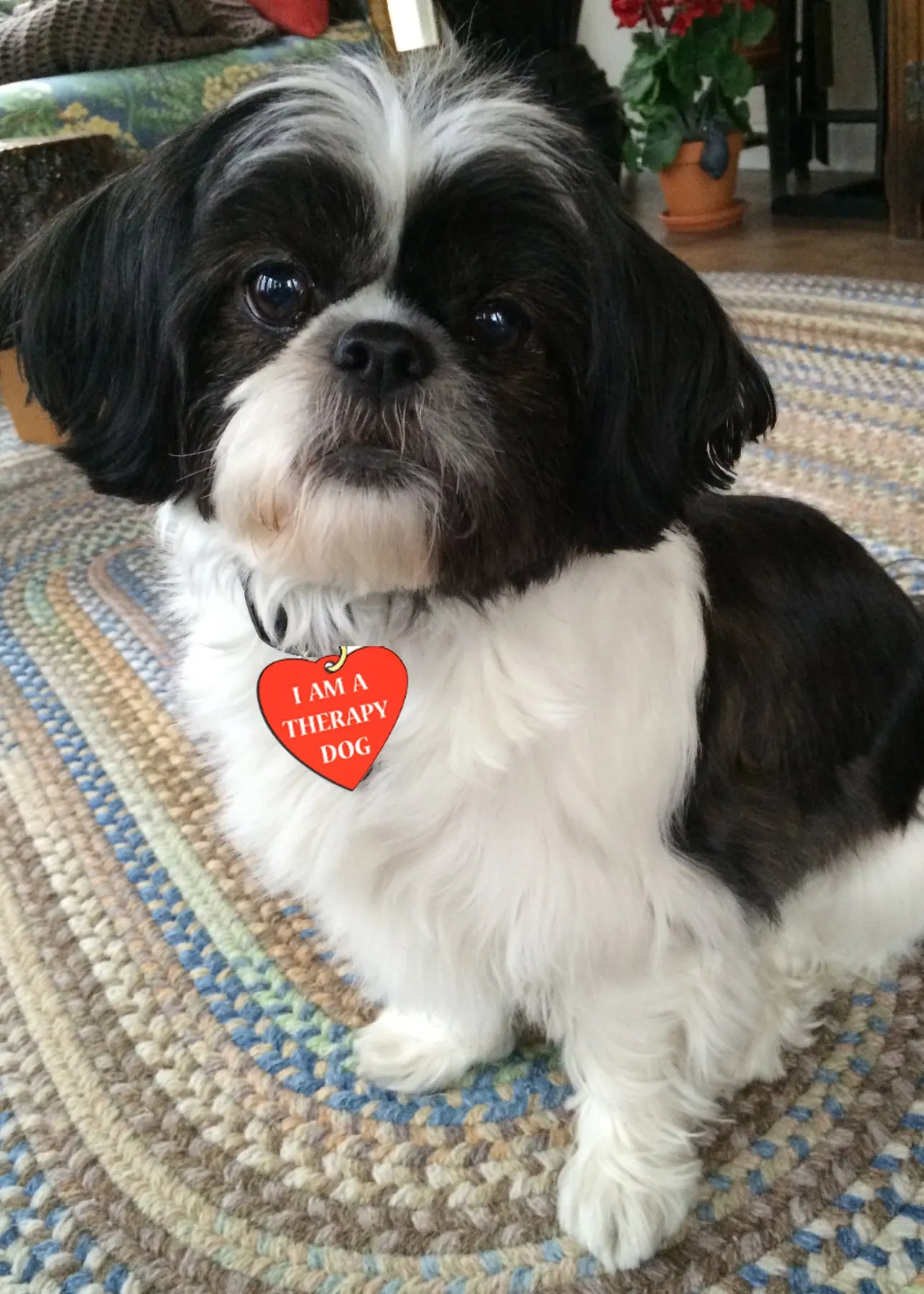 Sophie, a shih tzu