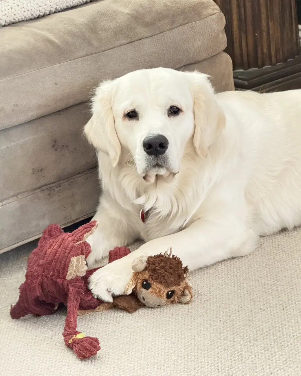 Ace, a golden retriever