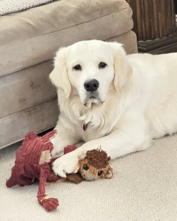 Ace, a golden retriever