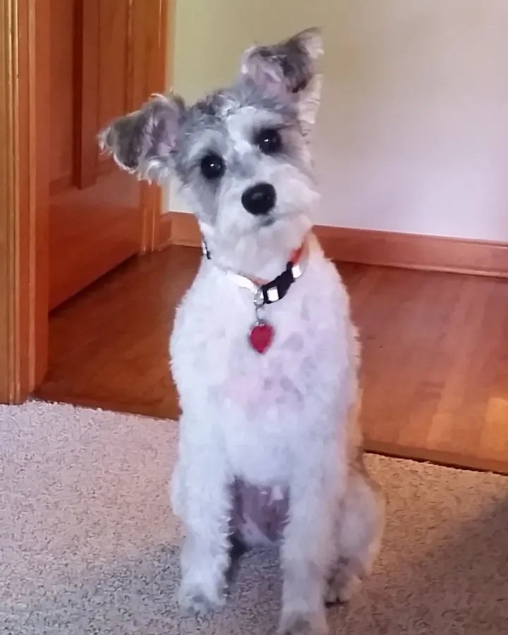Elvis, a terrier mix