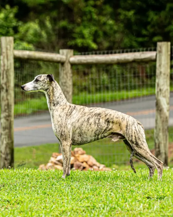 Jet, a whippet