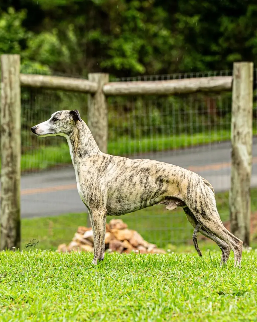 Jet, a whippet