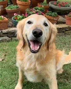 Luke, a golden retriever