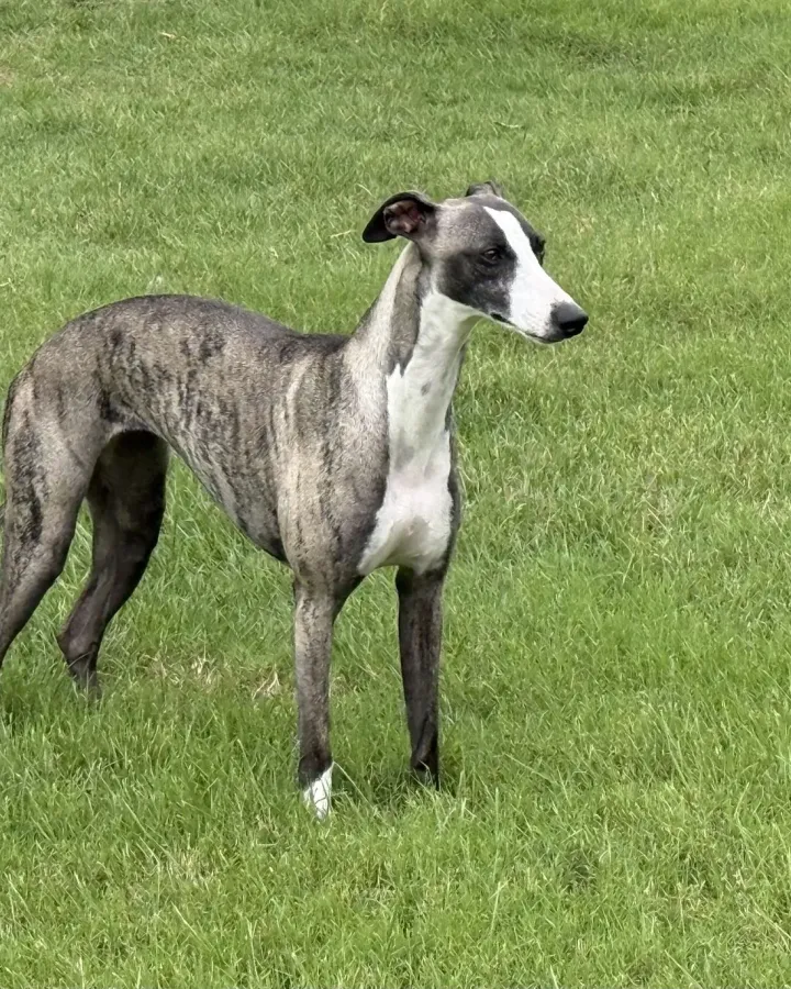 Raven, a whippet