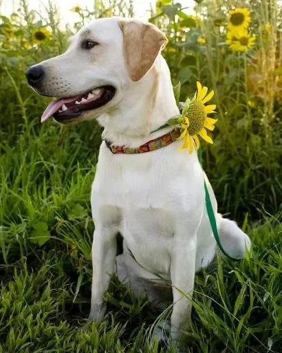 Sallie, a labrador retriever